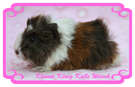 Kleiner K�nig Kalle Wirsch