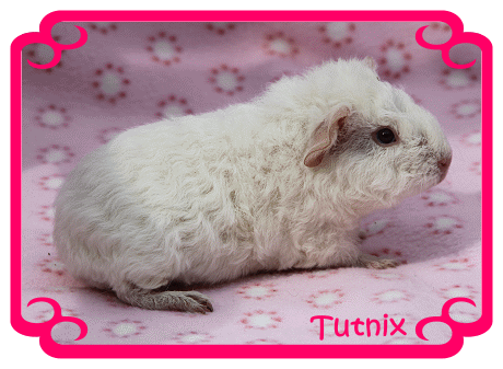 tutnix