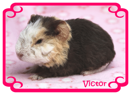 victor